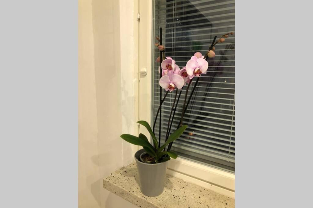 Studio Vescu Lahtis Exteriör bild